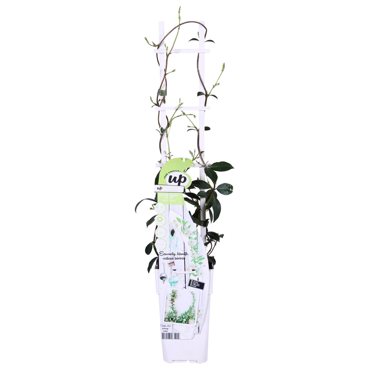 Star jasmine Trachelospermum 'Star of Venice' white - Hardy plant