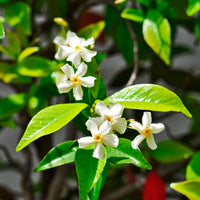 Star jasmine Trachelospermum 'Star of Venice' white - Hardy plant