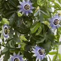Passion flower 'Duuk' blue - Hardy plant