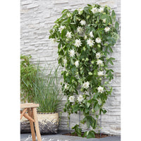 Passion flower Passiflora 'Snow Queen' white - Hardy plant