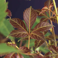 Parthenocissus 'Henryana' green-red - Hardy plant