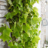 Parthenocissus 'Fenway Park' green-red - Hardy plant