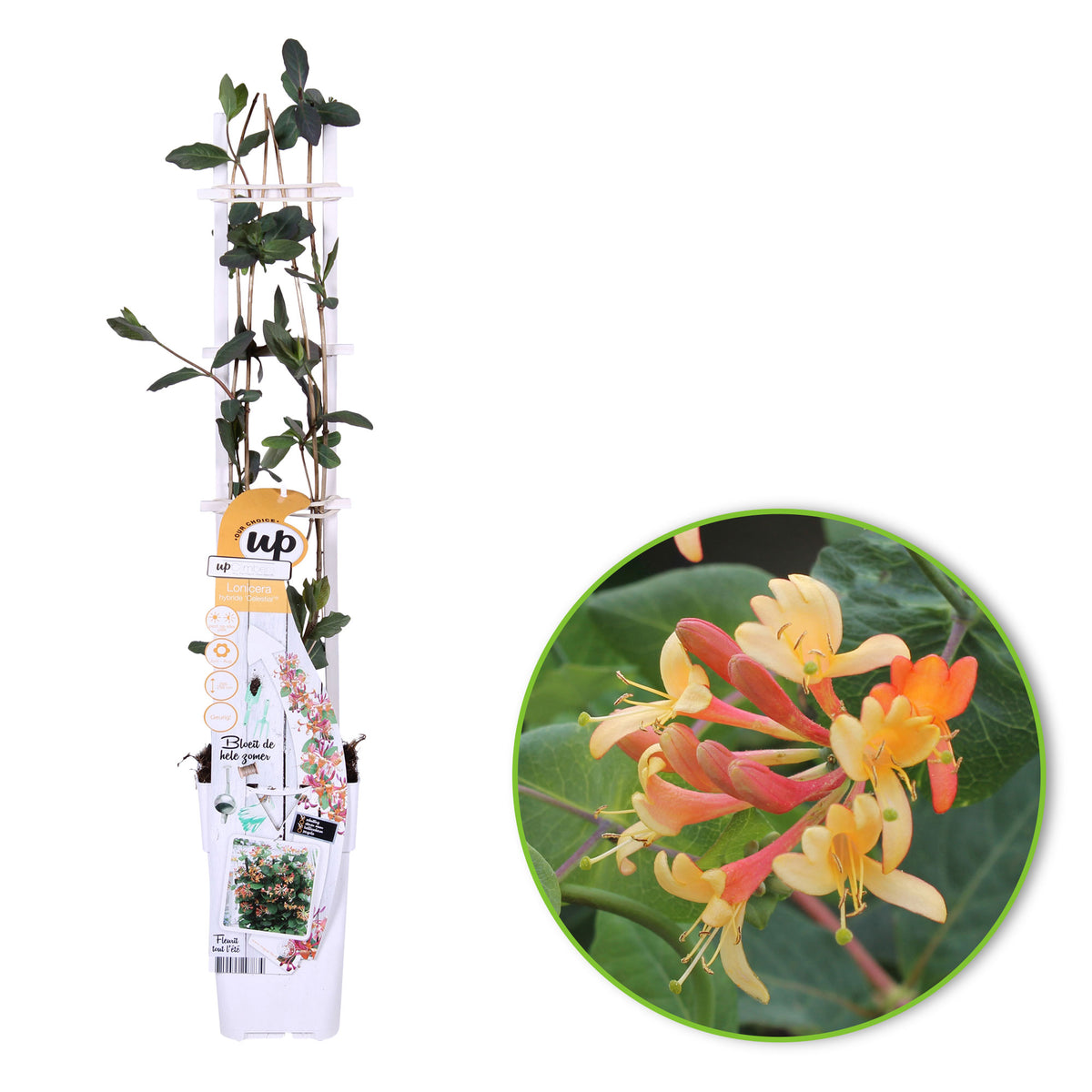 Honeysuckle 'Celestial' orange - Hardy plant
