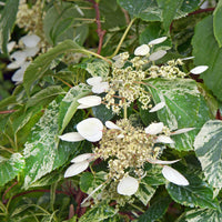 Hydrangea 'Snow Sensation' white - Hardy plant