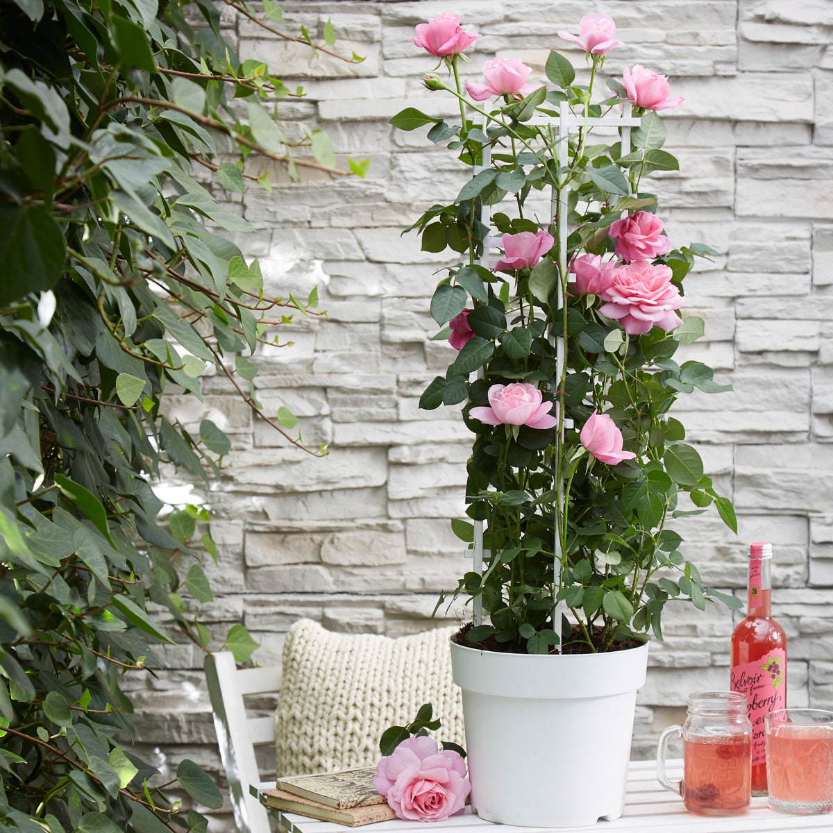 Climbing rose Rosa 'Crazy in Love' pink - Hardy plant
