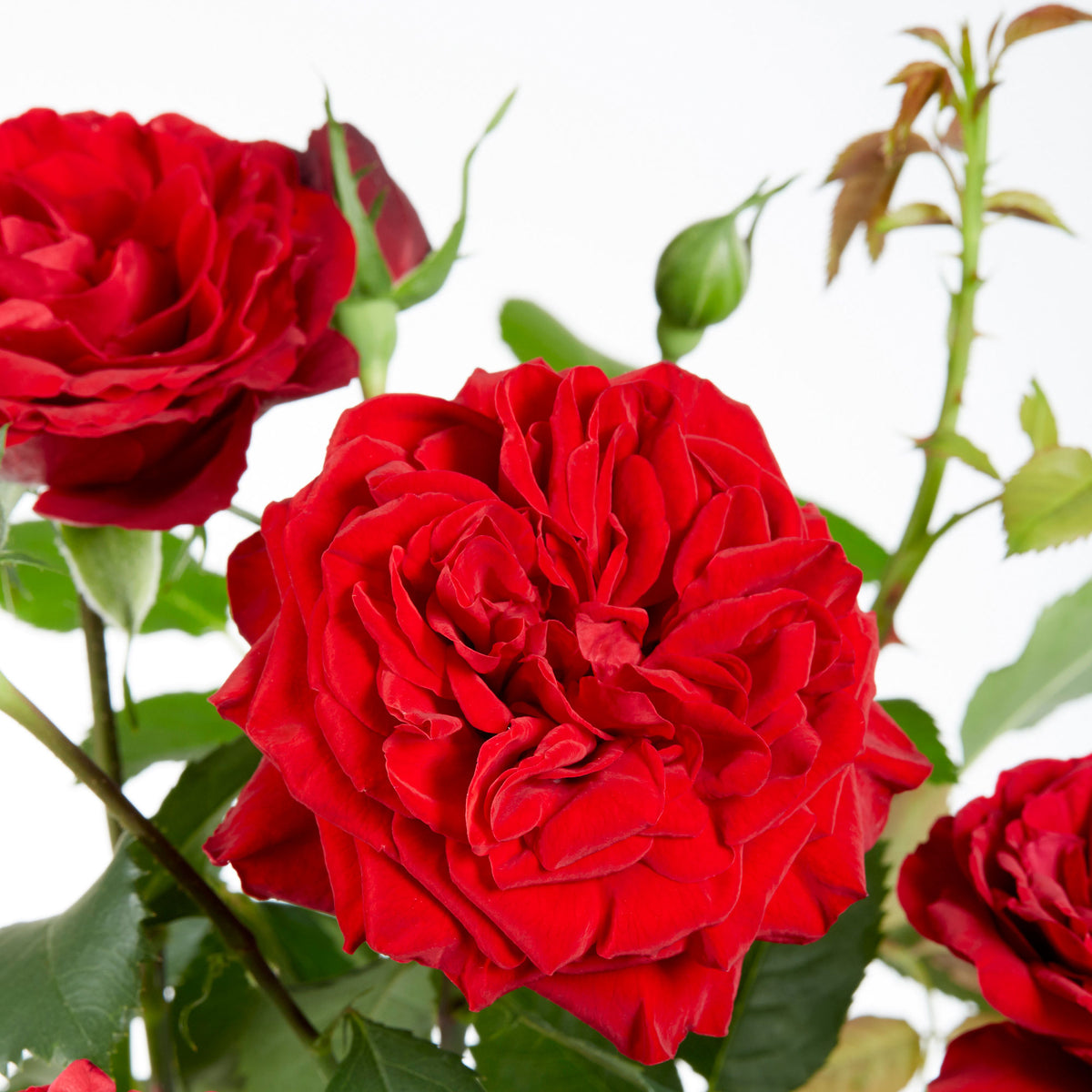 Climbing rose Rosa 'Crazy in Love' red - Hardy plant