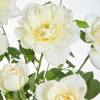 Climbing rose 'Crazy in Love' cream - Hardy plant