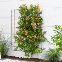 Trumpet flower 'Indian Summer' orange - Hardy plant