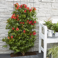 Trumpet flower Campsis 'Fire Trumpet' red - Hardy plant