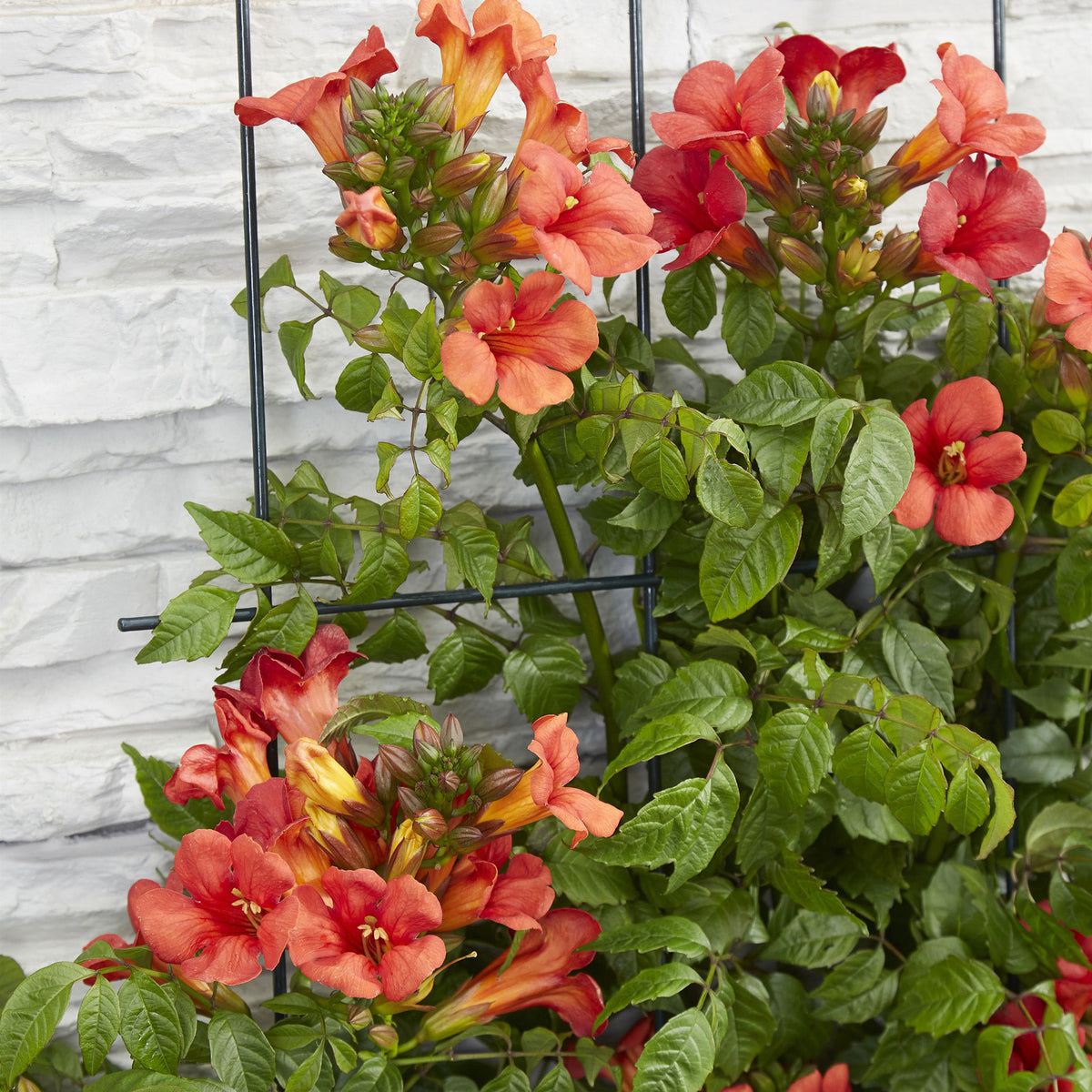 Trumpet flower Campsis 'Fire Trumpet' red - Hardy plant