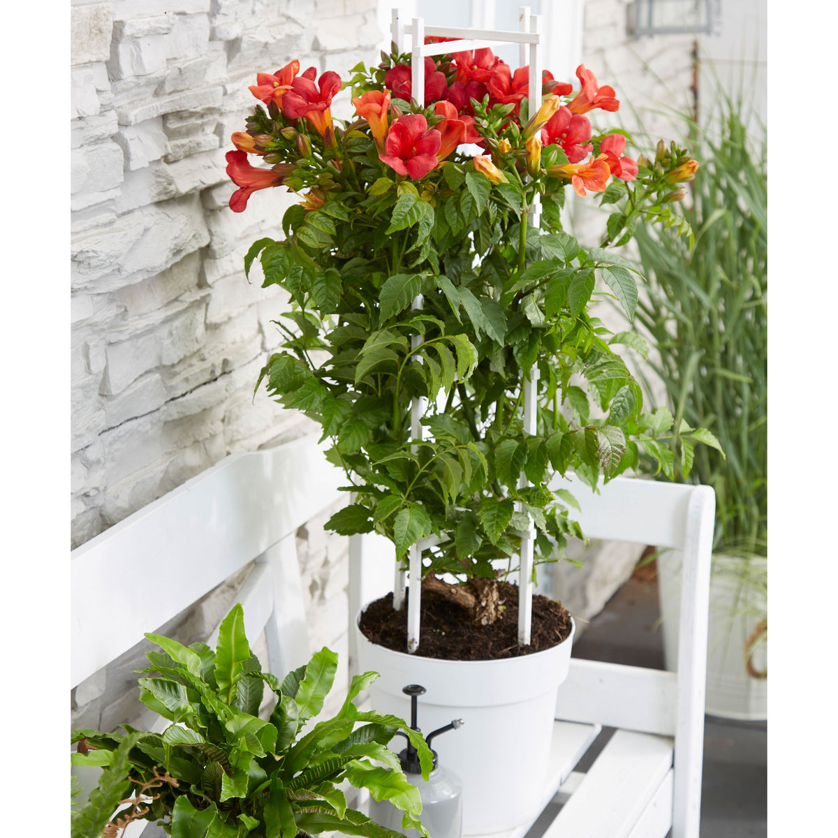 Trumpet flower Campsis 'Fire Trumpet' red - Hardy plant