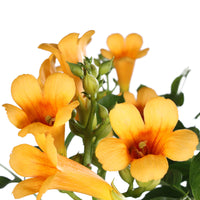 Trumpet flower Campsis 'Gold Trumpet' yellow - Hardy plant