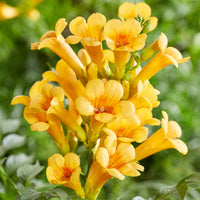 Trumpet flower Campsis 'Gold Trumpet' yellow - Hardy plant