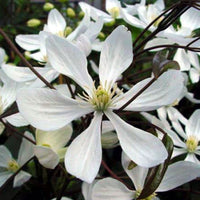 Clematis 'Armandii' white - Hardy plant