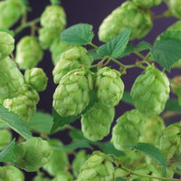 Hops 'Nordbrau' - Hardy plant