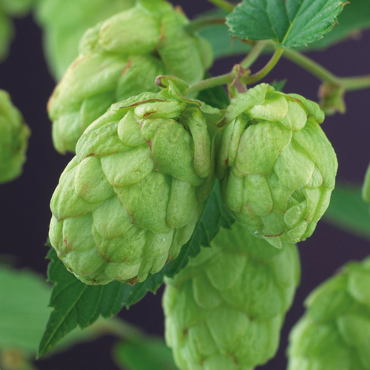 Hops 'Nordbrau' - Hardy plant