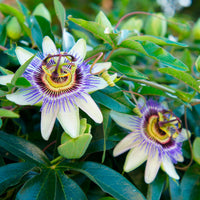 Passion flower Passiflora caerulea blue - Hardy plant