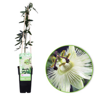 Passion flower 'Constance Elliot' white - Hardy plant