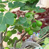 Fig tree Ficus carica 'Perretta' - green-brown - Bio - Hardy plant