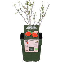 Goji berry Lycium 'Instant Success' Red - Bio - Hardy plant