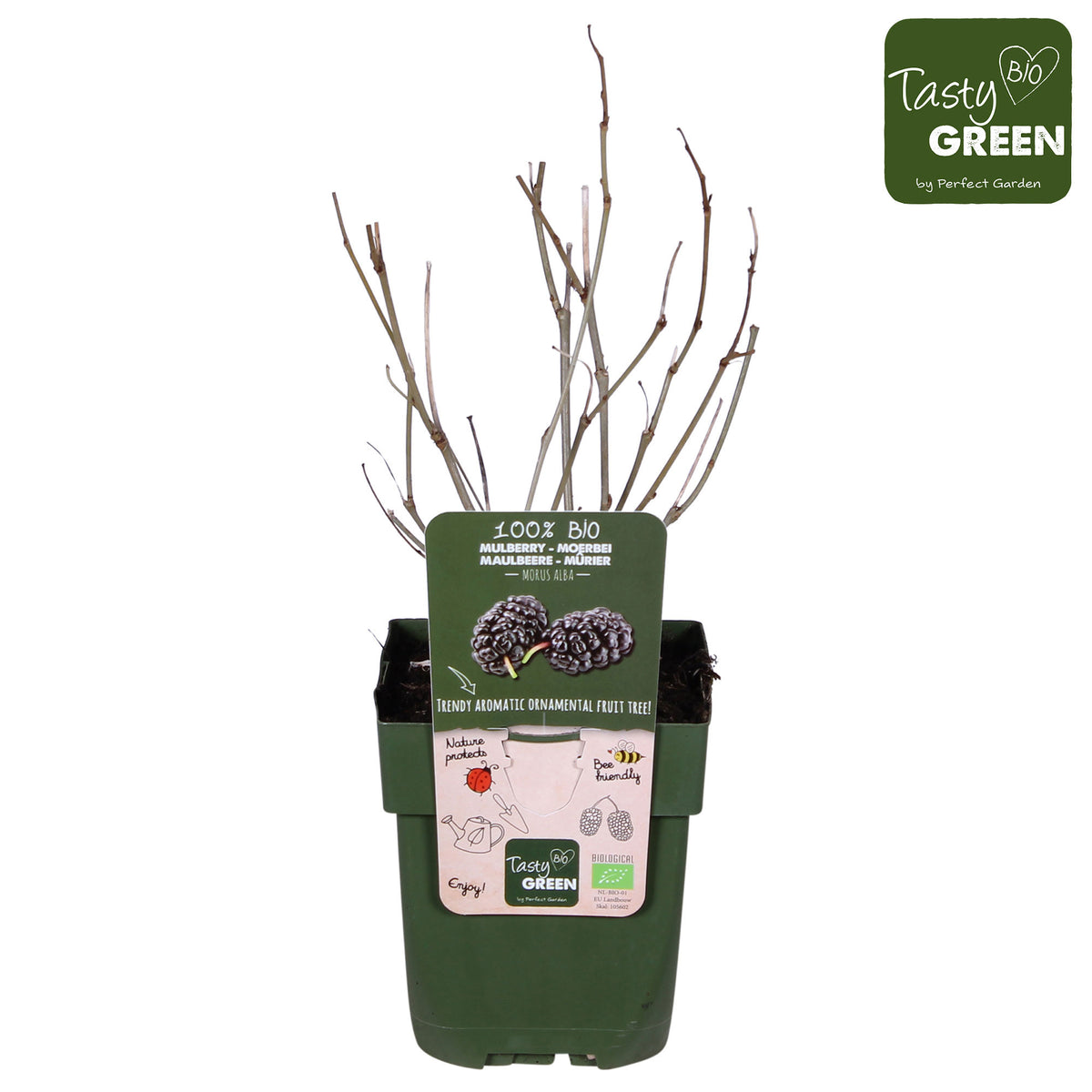 Mulberries Morus 'Mulle' Black - Bio - Hardy plant