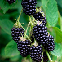 Mulberries Morus 'Mulle' Black - Bio - Hardy plant
