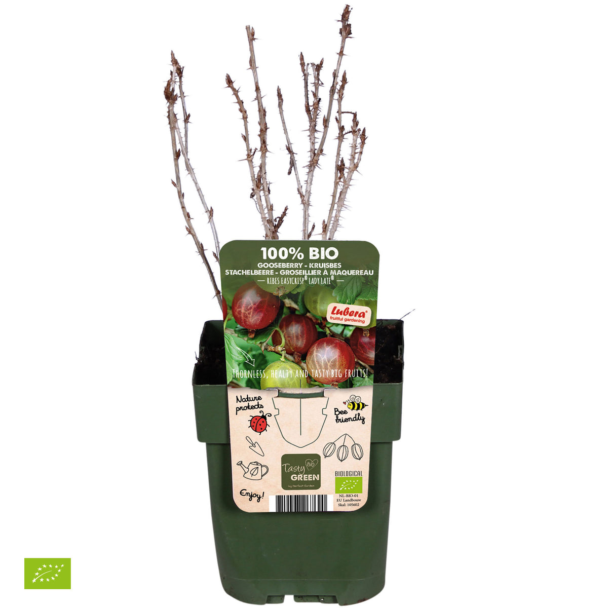 Gooseberry Ribes 'Lady Late' White - Bio - Hardy plant