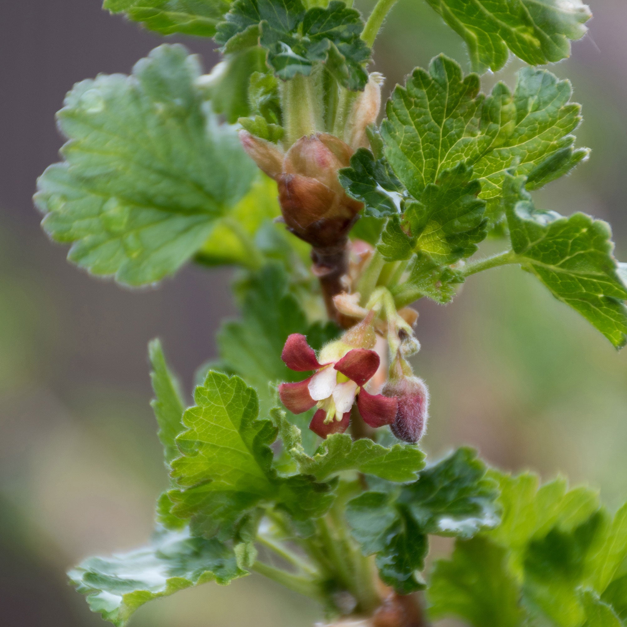 Buy Gooseberry Ribes 'Lady Late' White - Bio - Hardy plant | Bakker.com