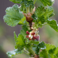 Gooseberry Ribes 'Lady Late' White - Bio - Hardy plant