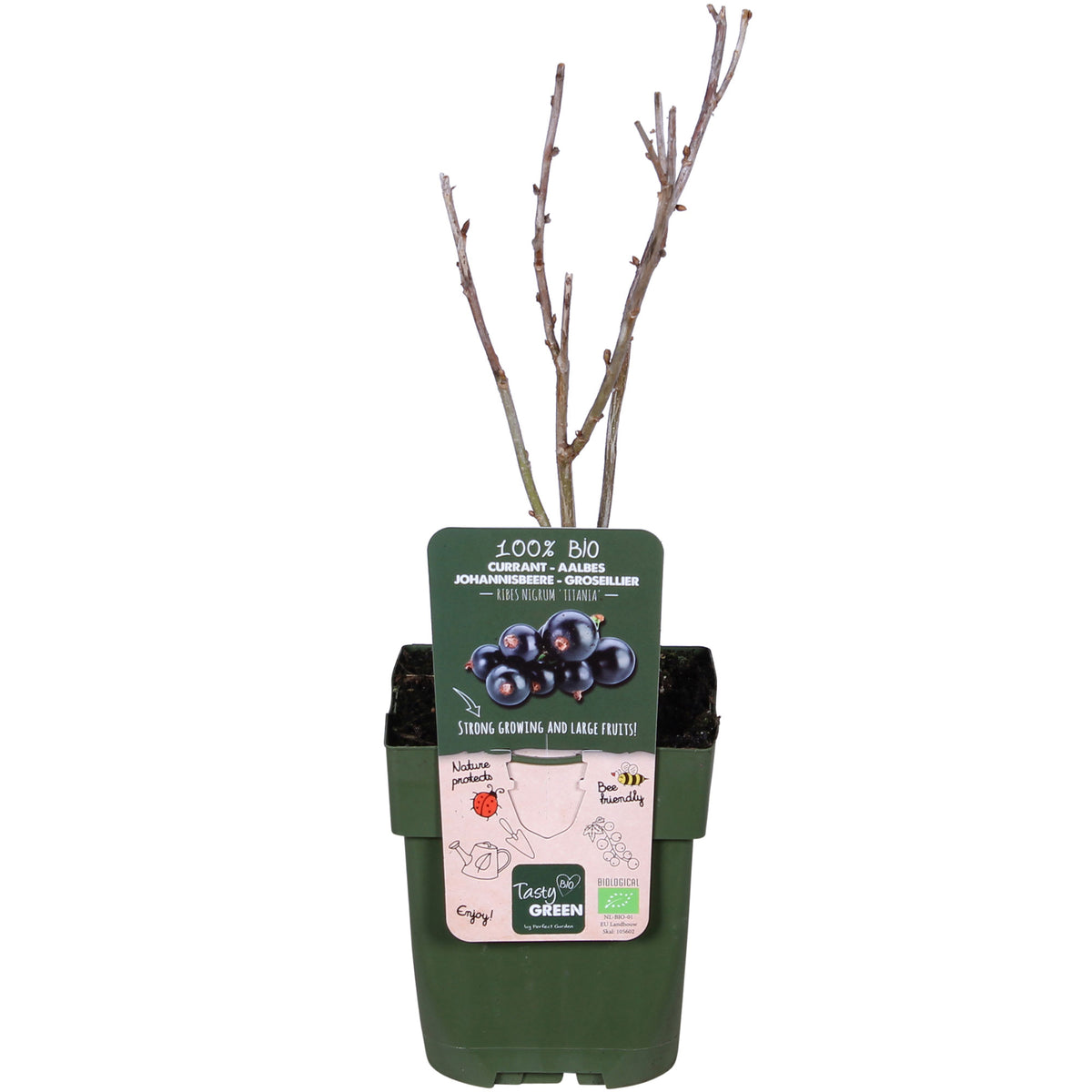 Blackcurrant Ribes nigrum 'Ben Nevis' green-black - Bio - Hardy plant