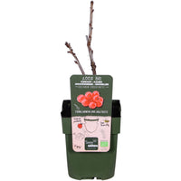 Redcurrant Ribes rubrum 'Jonkheer van Tets' - Organic red - Hardy plant
