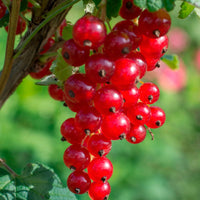 Redcurrant Ribes rubrum 'Jonkheer van Tets' - Organic red - Hardy plant