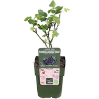 Thornless blackberry Rubus 'Black Satin' Black - Bio - Hardy plant