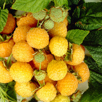 Raspberry  Rubus 'Twotimer Sugana Yellow' Yellow - Bio - Hardy plant