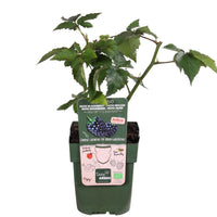 Dwarf blackberry Rubus 'Little Black Prince' Black - Bio - Hardy plant