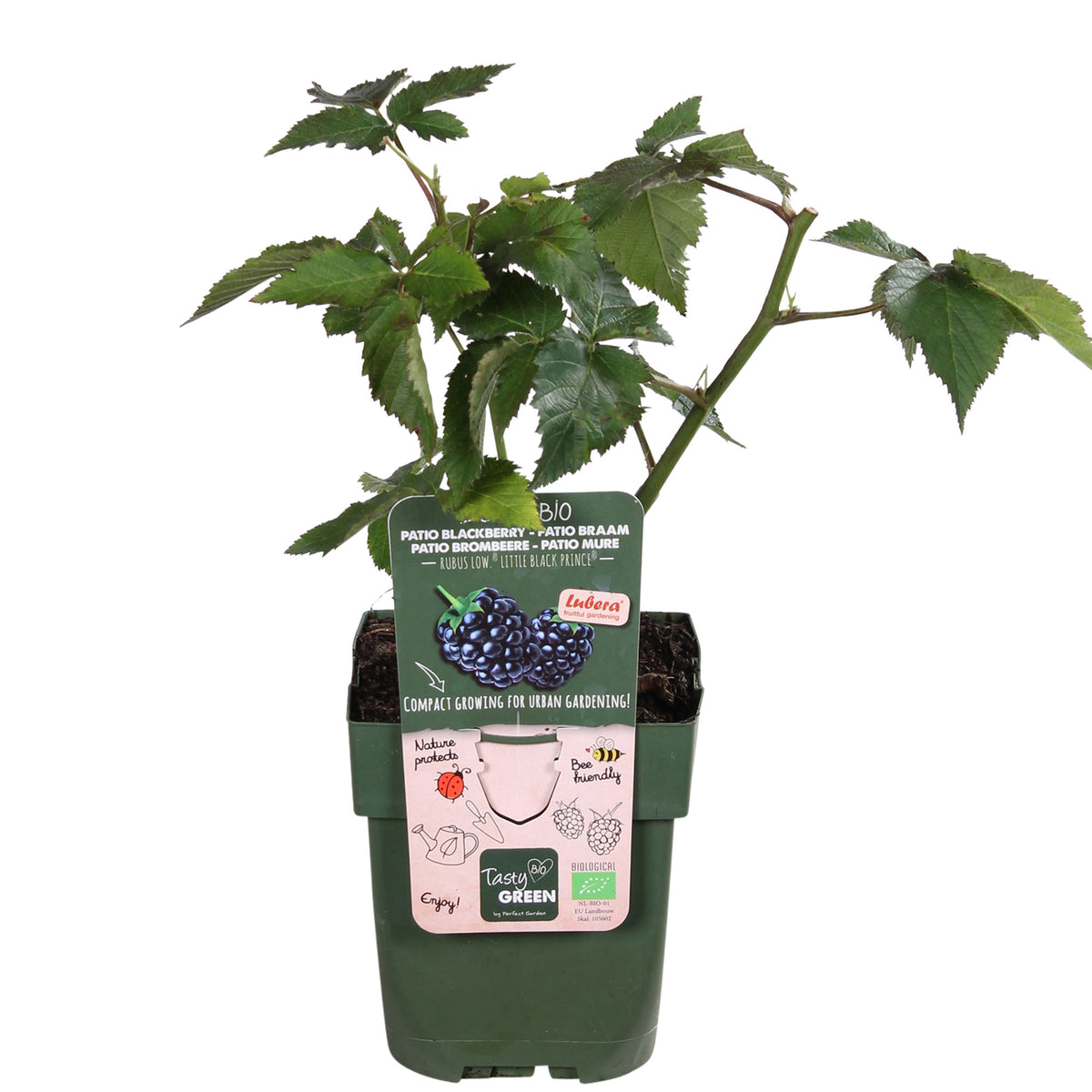 Dwarf blackberry Rubus 'Little Black Prince' Black - Bio - Hardy plant