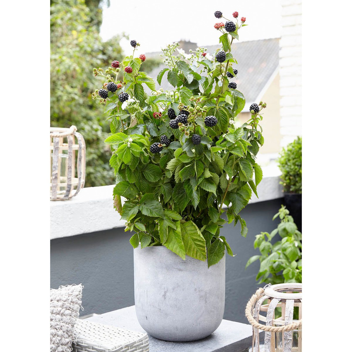 Dwarf blackberry Rubus 'Little Black Prince' Black - Bio - Hardy plant