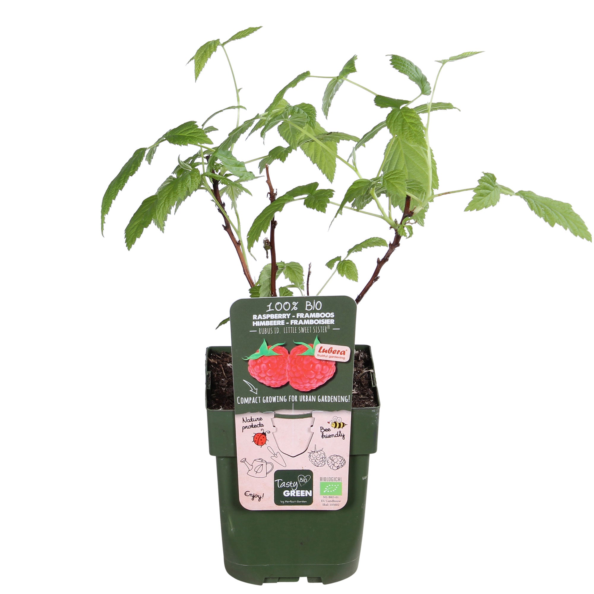 Buy Dwarf raspberry Rubus 'Sweet Sister' Red - Bio - Hardy plant ...
