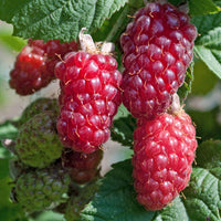 Tayberry Rubus 'Thornless Tayberry'' - Organic red - Hardy plant