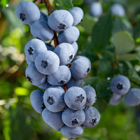 Blueberry Vaccinium 'Brigitta Blue' Blue - Bio - Hardy plant
