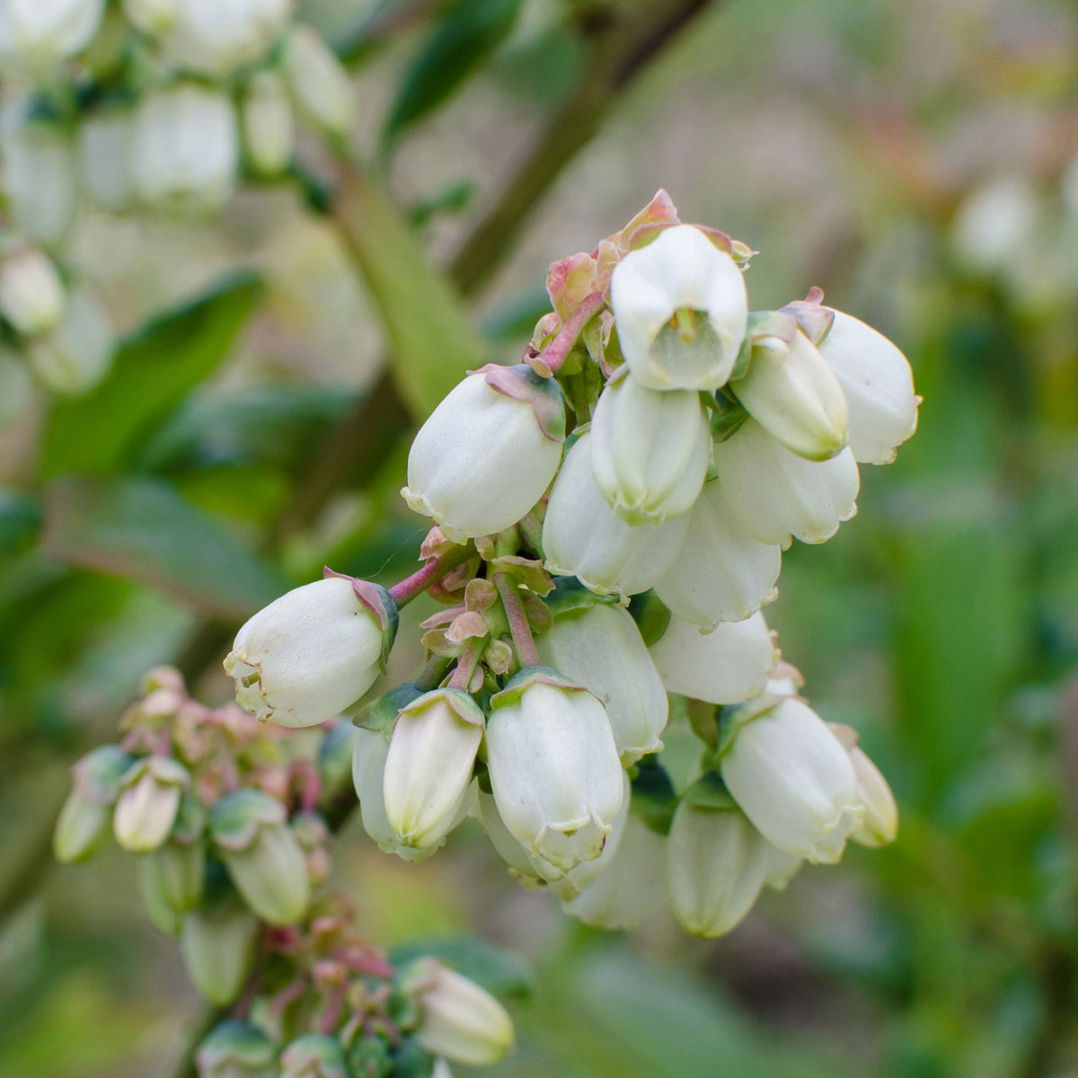 Blueberry Vaccinium 'Brigitta Blue' Blue - Bio - Hardy plant