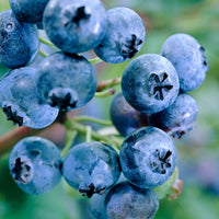 Blueberry Vaccinium 'Reka' - Organic blue-green - Hardy plant - Bio