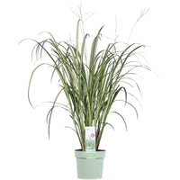 Spider plant 'Starlight' white-green - Hardy plant