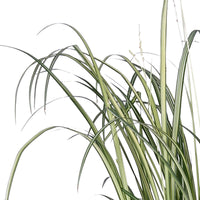 Spider plant 'Starlight' white-green - Hardy plant