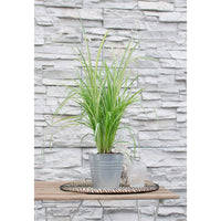 Spider plant 'Starlight' white-green - Hardy plant