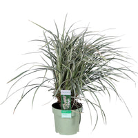Black mondo grass 'Silver Mist' Green-Grey - Hardy plant