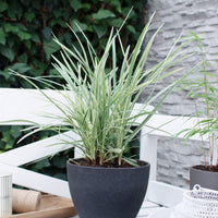 Black mondo grass 'Silver Mist' Green-Grey - Hardy plant