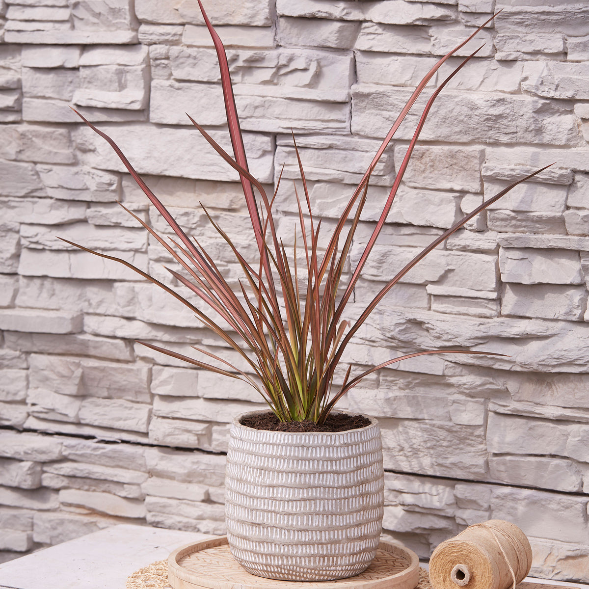 New Zealand flax 'Pink Flamingo' Pink-Green - Hardy plant