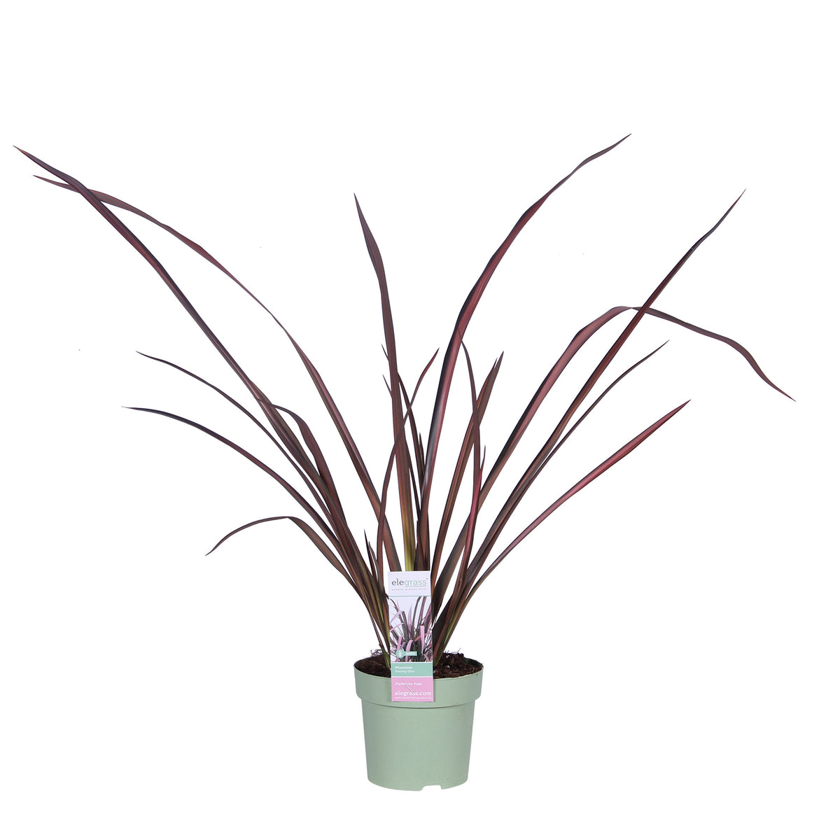 New Zealand flax 'Pink Flamingo' Pink-Green - Hardy plant