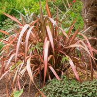 New Zealand flax 'Pink Flamingo' Pink-Green - Hardy plant